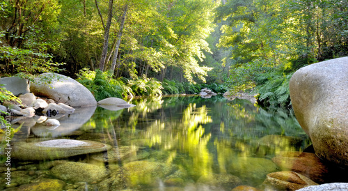 river in a corsica forest with foliage of trees reflecting on the surface of the water