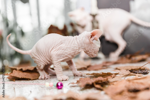 White little Don sphynx kitten playing with autumn orange leaves on gray background © kapichka