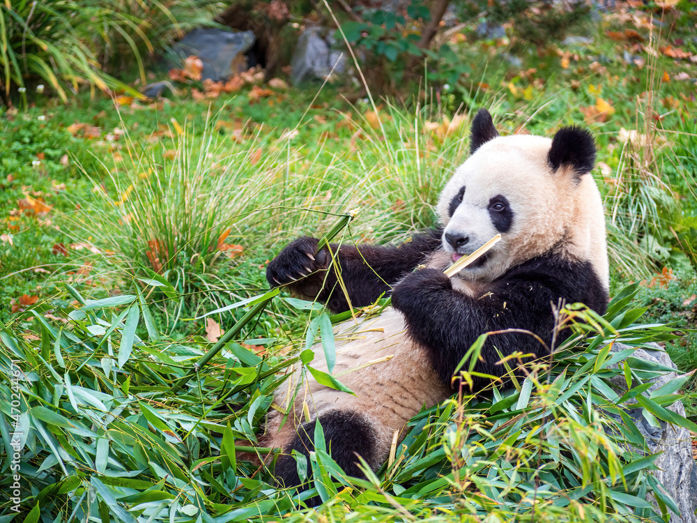 Cute Panda Life in Park with close up view during eating Cute Panda Life in Park with close up view during eating
