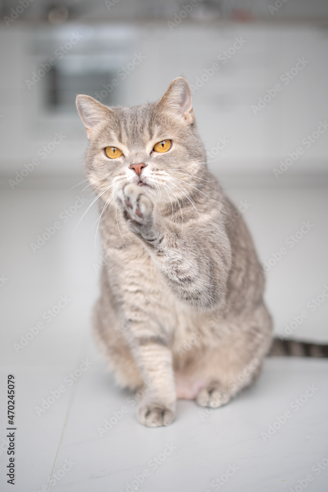 Obraz premium Scottish straight cat