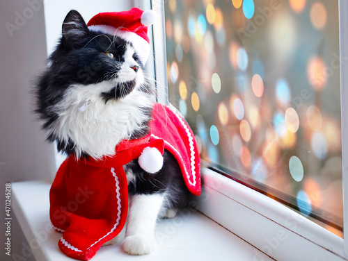 a cat in a Christmas hat looks out the window © SVETLANA