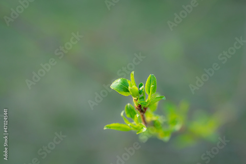 Young Spring green buds on the tree branches. Springtime seasonal macro close up © klim7