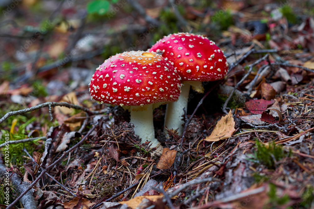 two spotted toadstools in the woods two spotted toadstools in the woods
