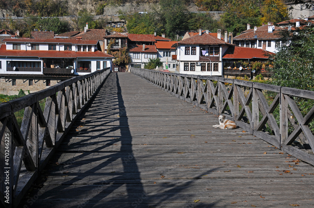 Stray dog on the wooden bridge