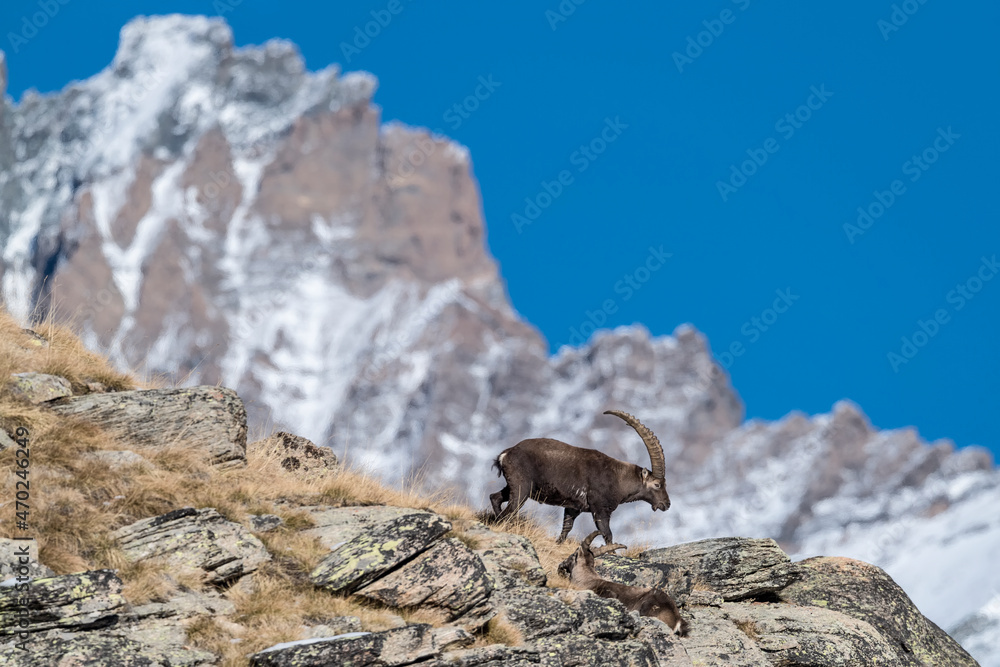 The King of the Alps mountains with Grivola peak on background (Capra ibex)