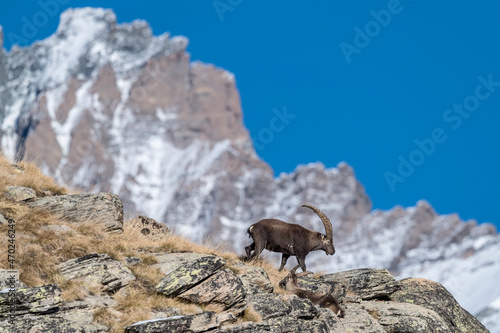 The King of the Alps mountains with Grivola peak on background (Capra ibex) © manuel