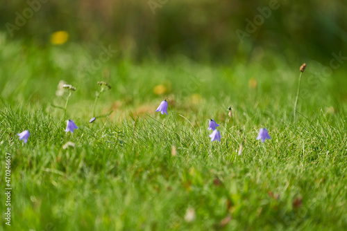 Campanula rotundifolia or bellflower in a summer meadow in sweden