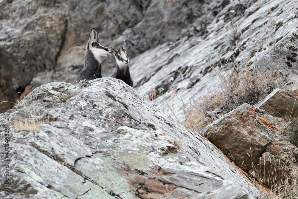 Obraz premium A mountain family, chamois female with puppy (Rupicapra rupicapra)