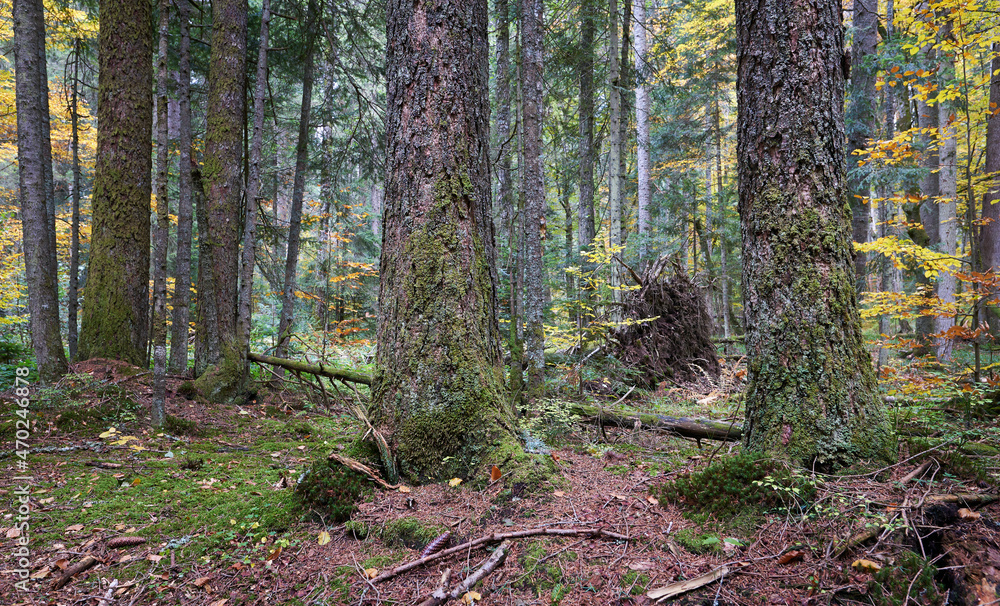 Green forest nature. Green forest nature.