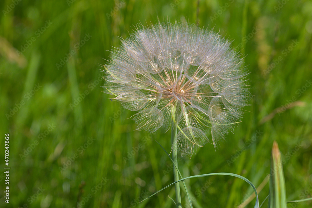 Fototapeta premium One white fluffy dandelion on blurred background of spring green grass. Natural habitat. Close-up. Copy space.