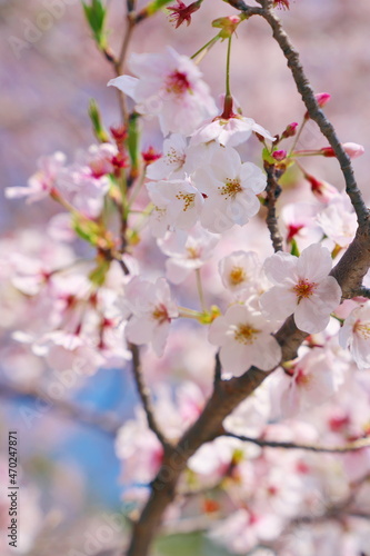 春の休日に愛でる桜 © pocketalbum