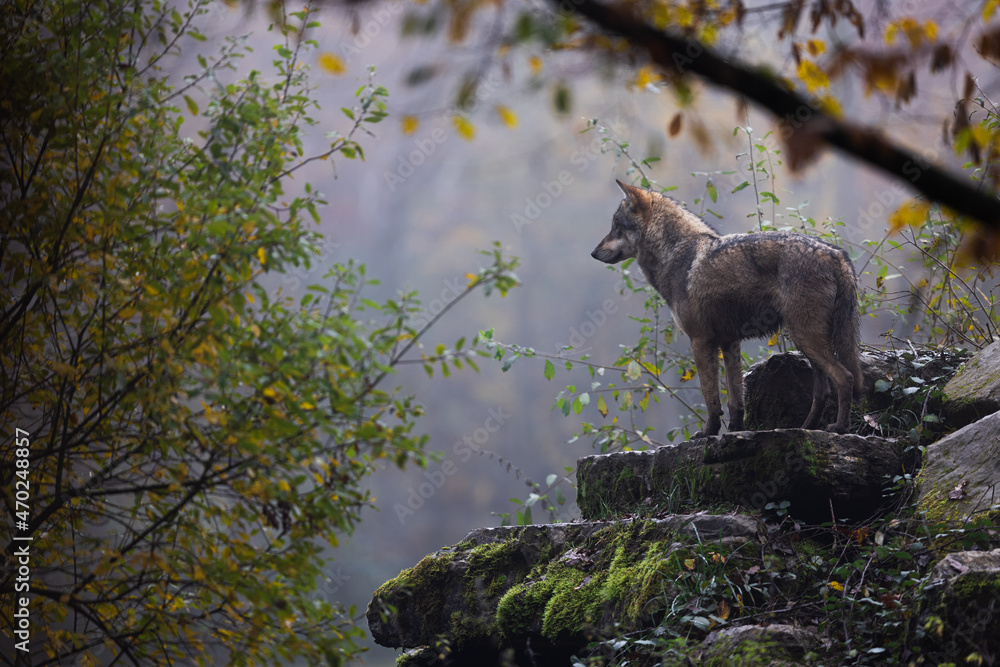 Fototapeta premium A grey wolf in the forest