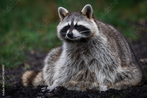 A raccoon is resting in the forest © AB Photography