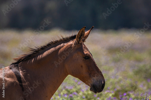 portrait of a horse © Konstantin