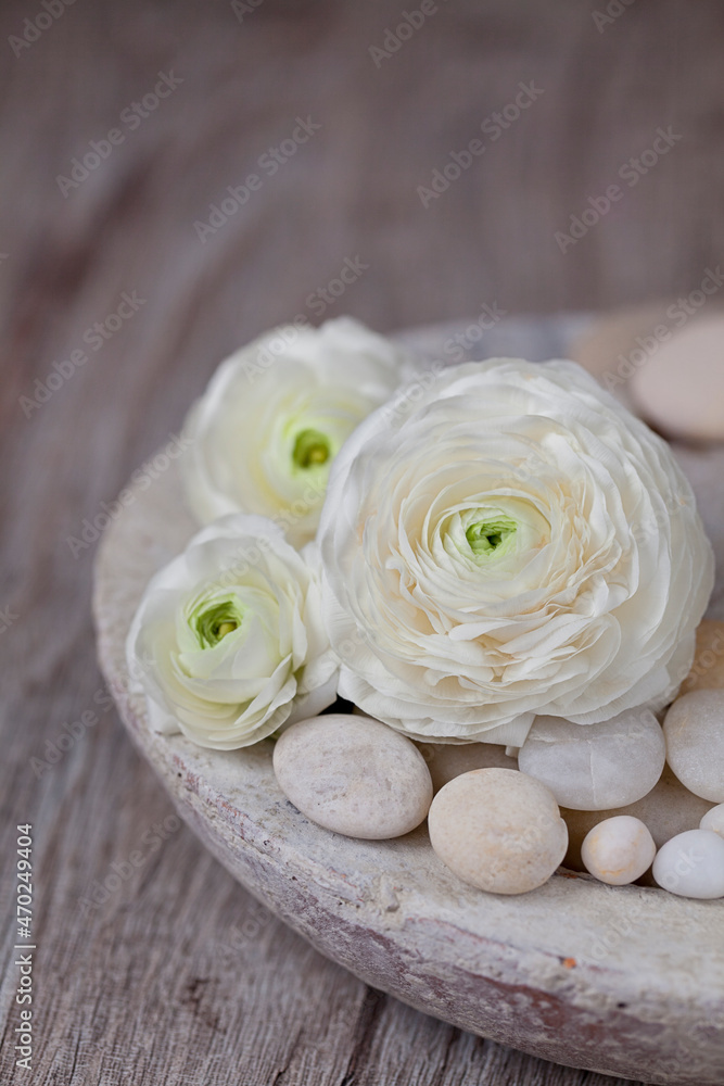 White Ranunculus Zen Style Still Life White Ranunculus Zen Style Still Life