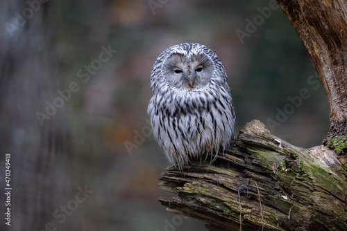 A ural owl resting on the branch photo