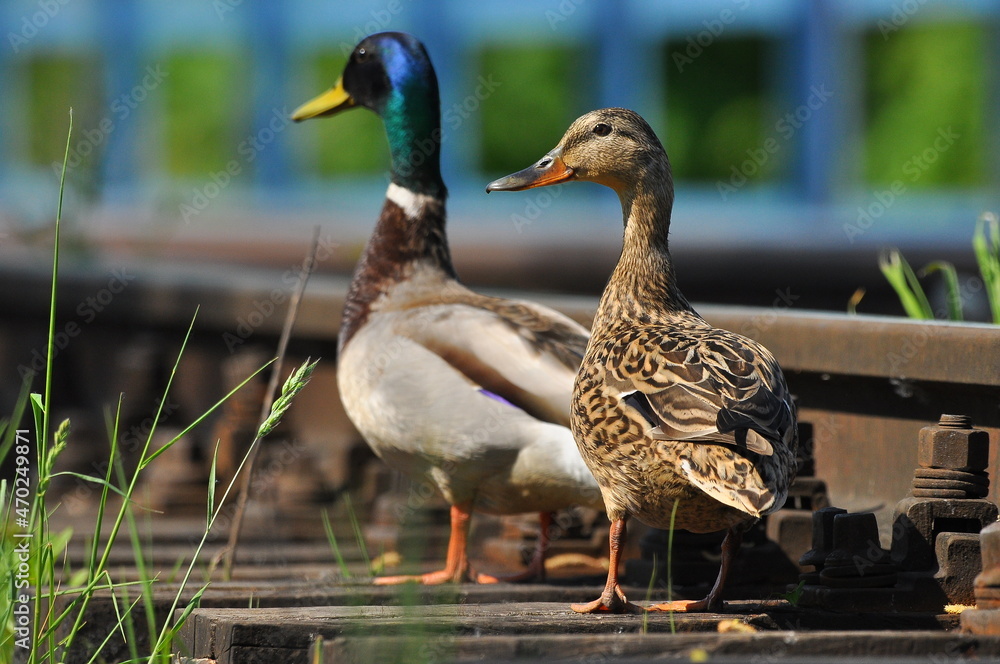 Mallard Duck. A pair of birds, male and female, sitting on the railroad tracks between the rails. On the river, near the bridge and the river. Mallard Duck. A pair of birds, male and female, sitting on the railroad tracks between the rails. On the river, near the bridge and the river.
