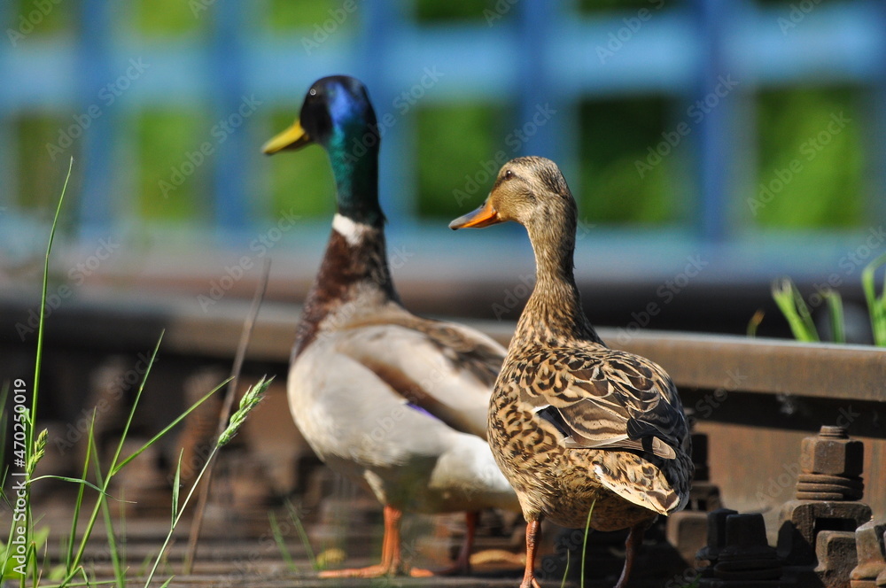 Mallard Duck. A pair of birds, male and female, sitting on the railroad tracks between the rails. On the river, near the bridge and the river. Mallard Duck. A pair of birds, male and female, sitting on the railroad tracks between the rails. On the river, near the bridge and the river.