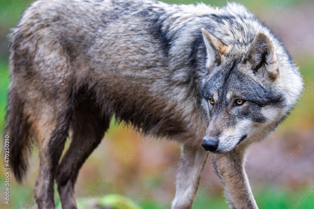A grey wolf in the forest A grey wolf in the forest