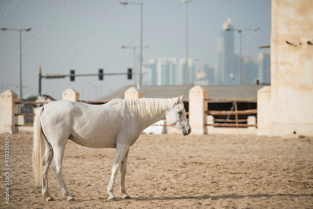 Obraz premium Doha,Qatar,05,06,2019. Arabian horse on a sunny day in the old market souk Waqif in Doha,Qatar.