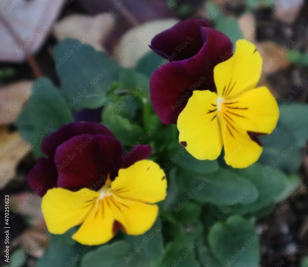 red and yellow flowers red and yellow flowers