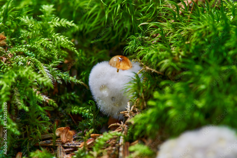 Obraz premium close up of amushroom tinder with the Latin name Fomitopsis pinicola in the autumn forest with waterdrops