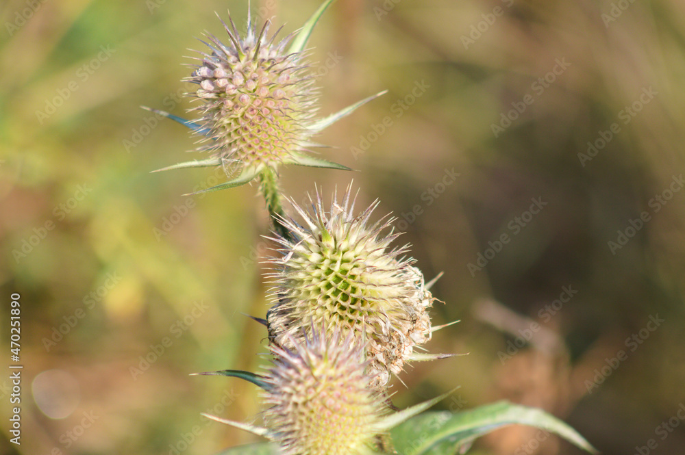 Cutleaf teasel seeds closeup view with blurred background Cutleaf teasel seeds closeup view with blurred background