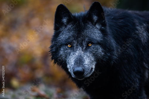 A black wolf in the forest