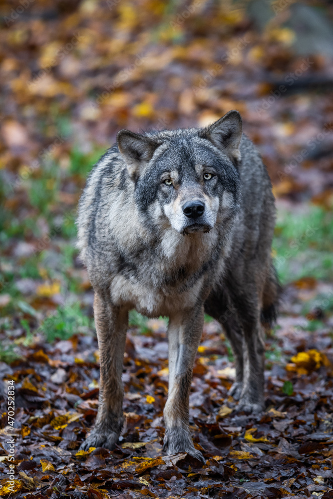 Obraz premium A grey wolf in the forest