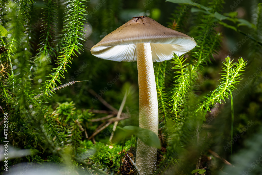 Fototapeta premium fungi