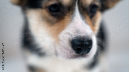 Horizontal blurred background for any text or design of dog theme. Closeup portrait of cute little Welsh Corgi Pembroke puppy with sad eyes and soft seective focus on the nose. © Elena