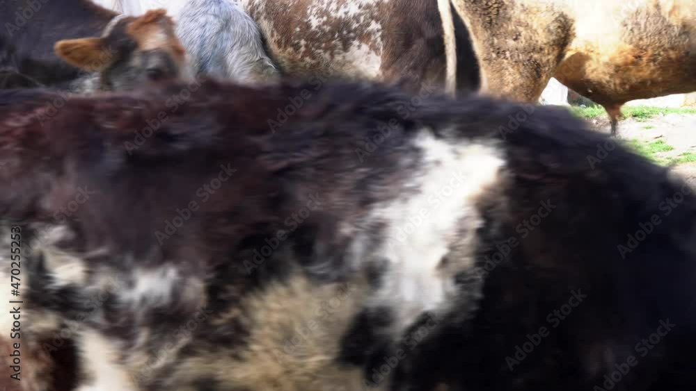 close-up of several cows walking through the pasture guided by their owner gently rocking them with a rope in his hands and a dog behind watching close-up of several cows walking through the pasture guided by their owner gently rocking them with a rope in his hands and a dog behind watching
