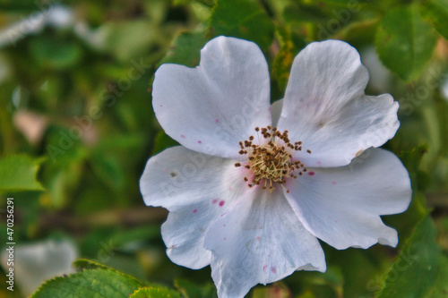 Blume, Naheinstellung, close up, weiße Blüte