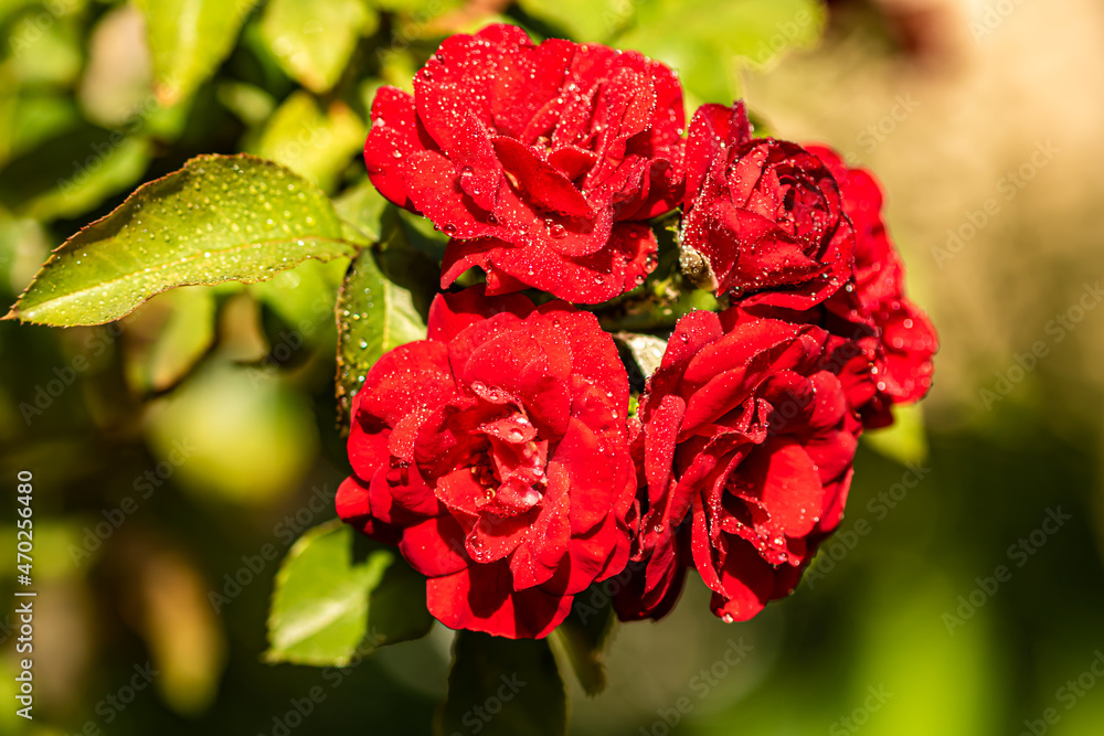 Obraz premium red rose with drops