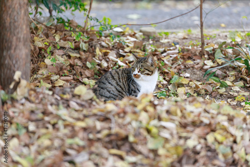 落ち葉と猫