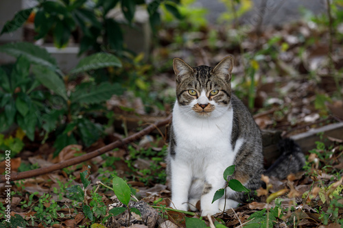 猫