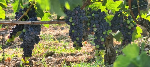 Canvas Grapes growing next to Saint-Emilion, famous for its wine, in France