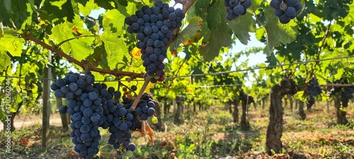 Fotografia Grapes growing next to Saint-Emilion, famous for its wine, in France