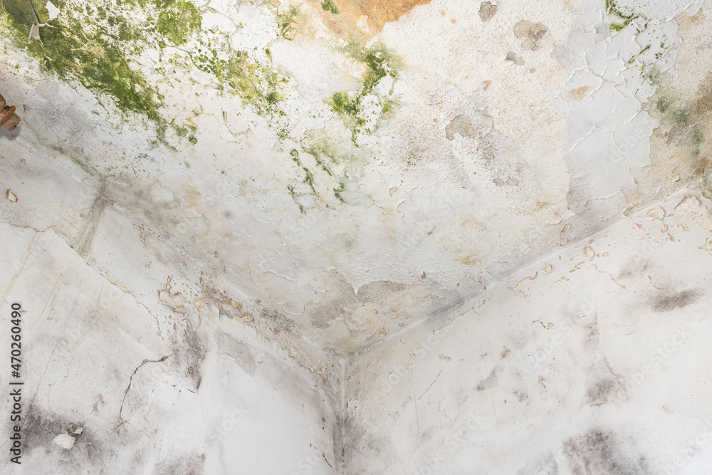 Fotografi Ceiling with mold