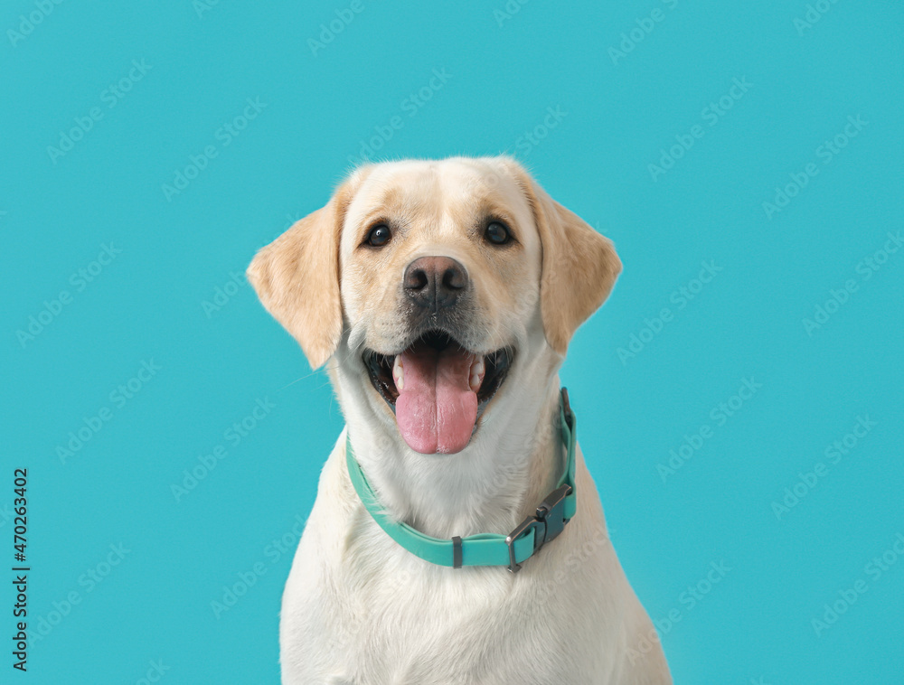 Cute Labrador dog with collar on blue background