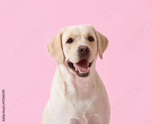 Cute Labrador dog on pink background