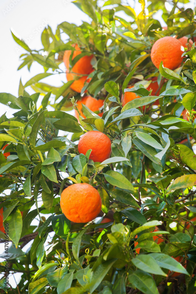 mandarins on tree in Italy