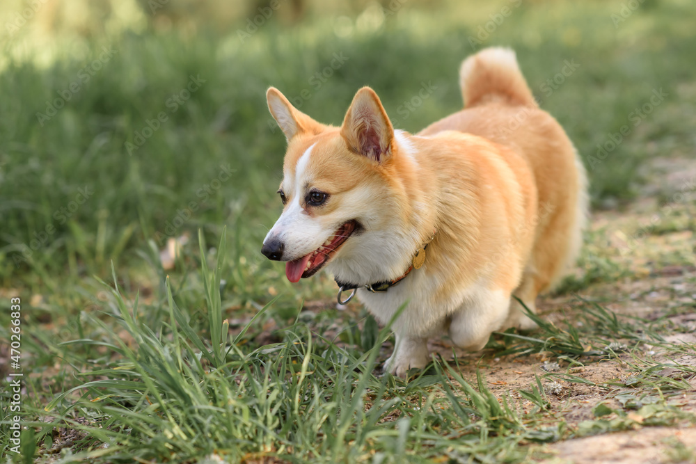 small dog corgi puppy summer in the forest