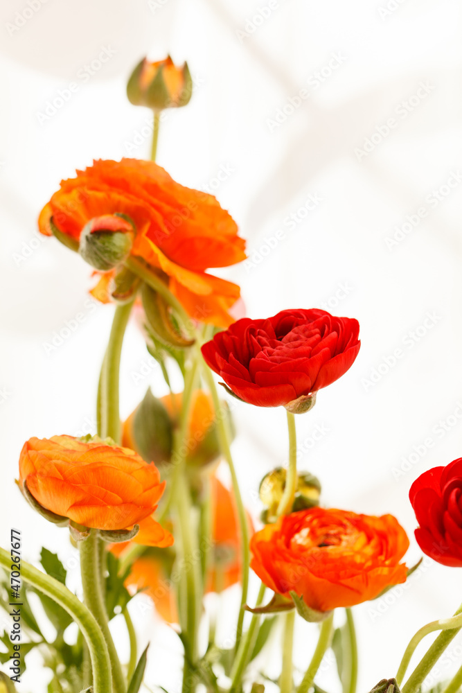 Obraz premium Colorful persian buttercup flowers (ranunculus)