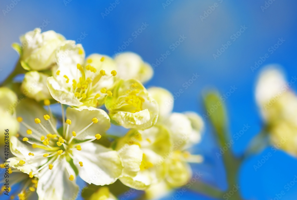 Fototapeta premium flowering plum branch on a blue sky, nature spring background