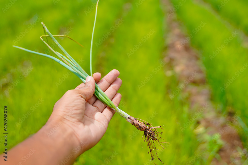 Holding green onion root in hand at agriculture field Holding green onion root in hand at agriculture field