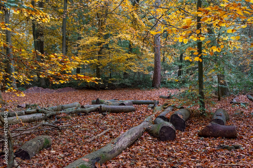 Burnham Beeches woodland, England, UK photo