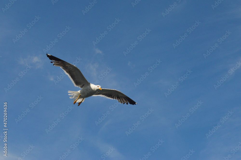 Seagull in flight