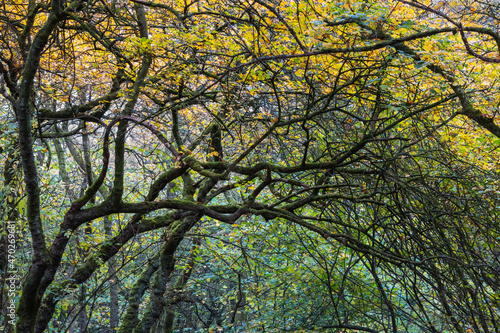 A tangled group of arching branches, Oxfordshire, UK photo