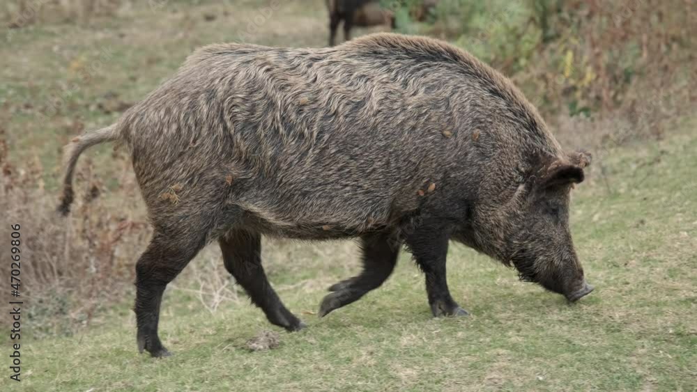 Wild boar (Sus scrofa) walking on green medow Wild boar (Sus scrofa) walking on green medow
